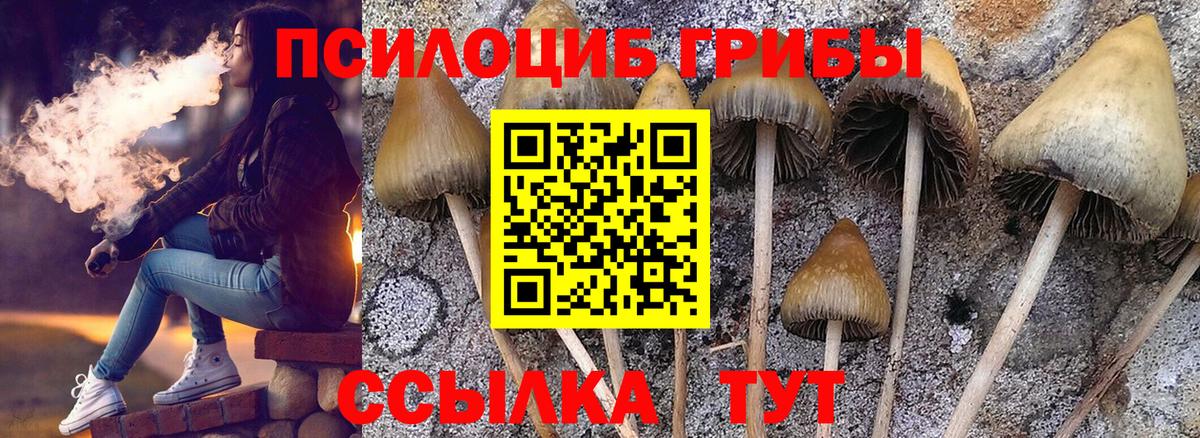 Курчатов  Псилоцибиновые грибы Magic Shrooms  сколько стоит  Псилоцибиновые грибы Cubensis  Вход с VPN 