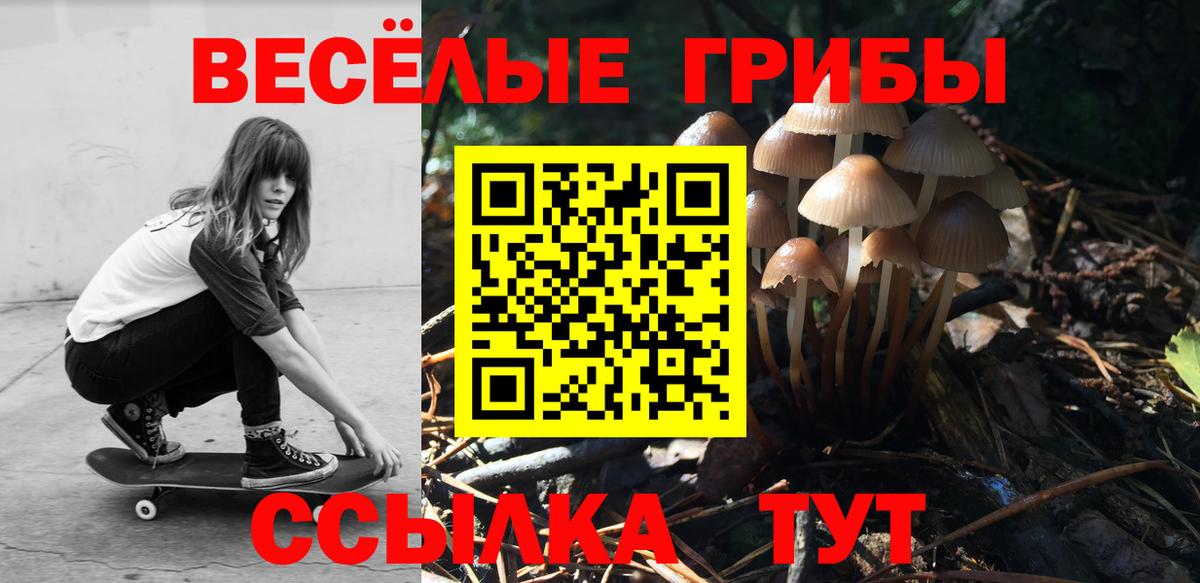 Галлюциногенные грибы Psilocybe Курчатов